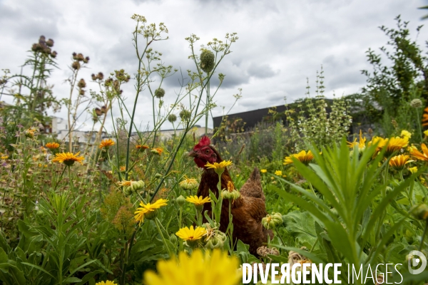 Le jardin sur le toit