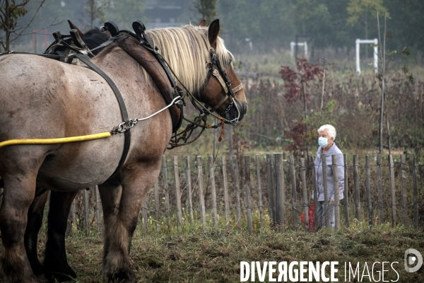 Traction animale des champs des villes