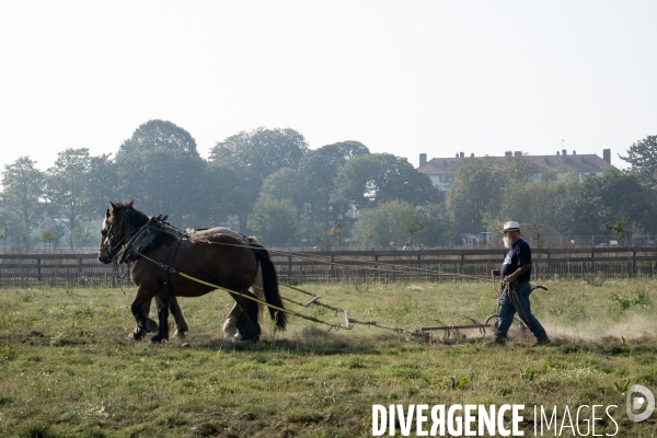 Traction animale des champs des villes