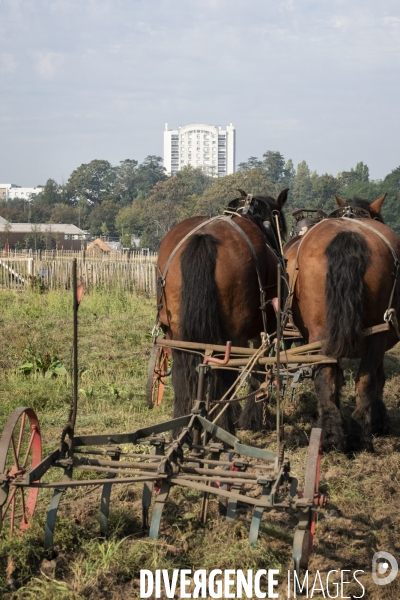 Traction animale des champs des villes