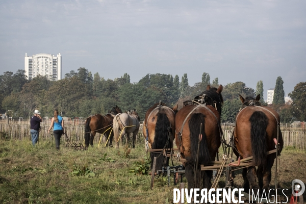 Traction animale des champs des villes