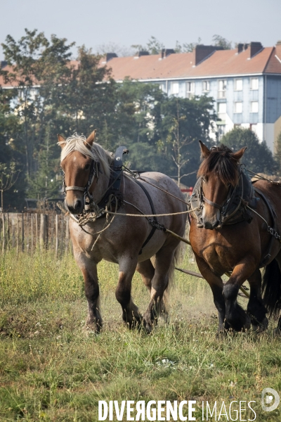 Traction animale des champs des villes