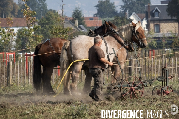 Traction animale des champs des villes