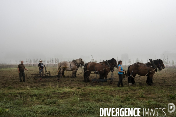 Traction animale des champs des villes