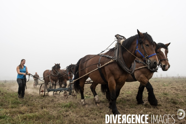 Traction animale des champs des villes