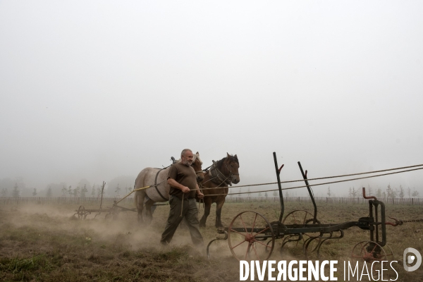 Traction animale des champs des villes