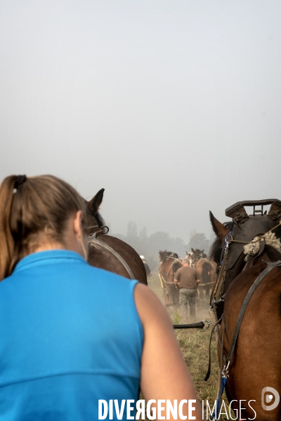 Traction animale des champs des villes