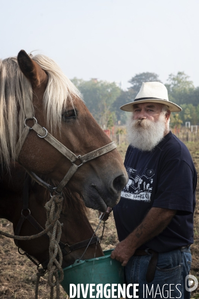 Traction animale des champs des villes