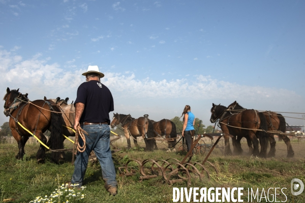 Traction animale des champs des villes