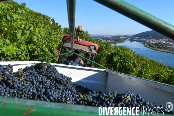 St Joseph, vendanges avec vue