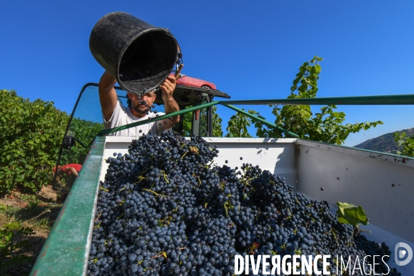 St Joseph, vendanges avec vue