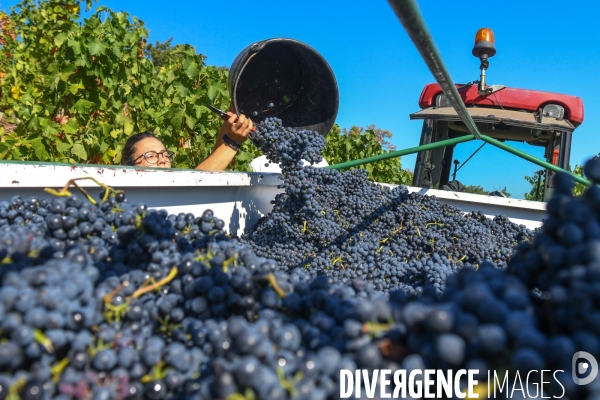 St Joseph, vendanges avec vue