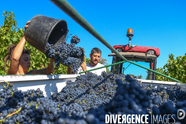 St Joseph, vendanges avec vue