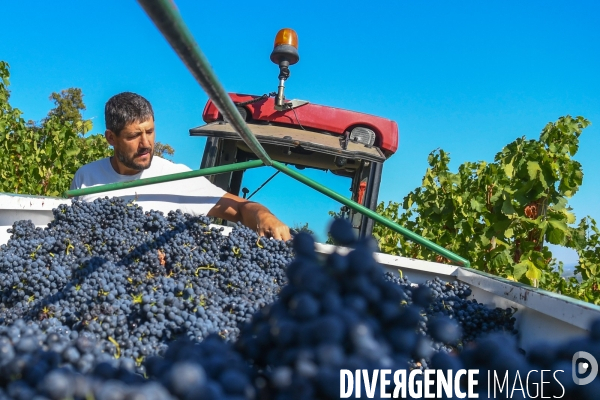 St Joseph, vendanges avec vue