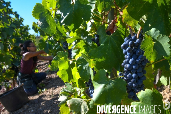 St Joseph, vendanges avec vue