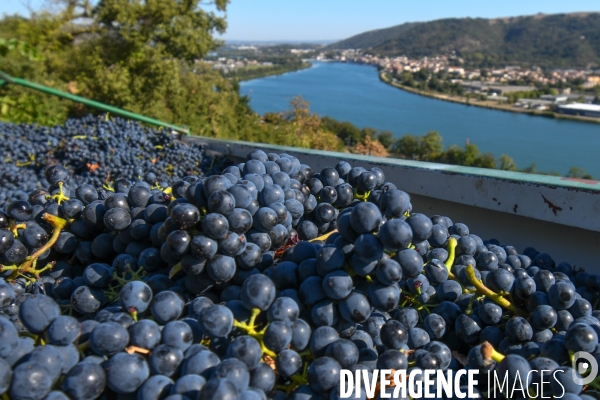 St Joseph, vendanges avec vue