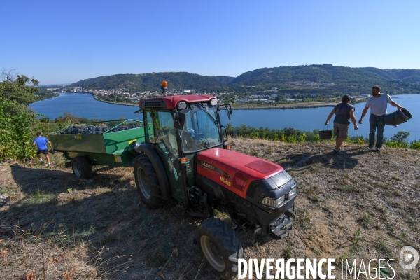 St Joseph, vendanges avec vue