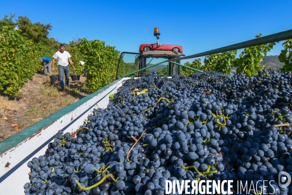 St Joseph, vendanges avec vue