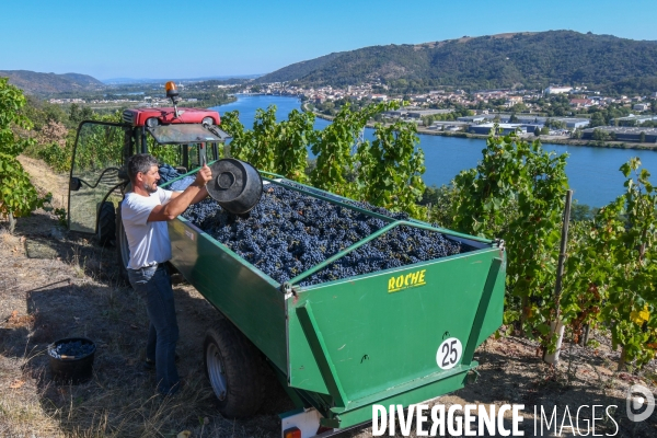 St Joseph, vendanges avec vue