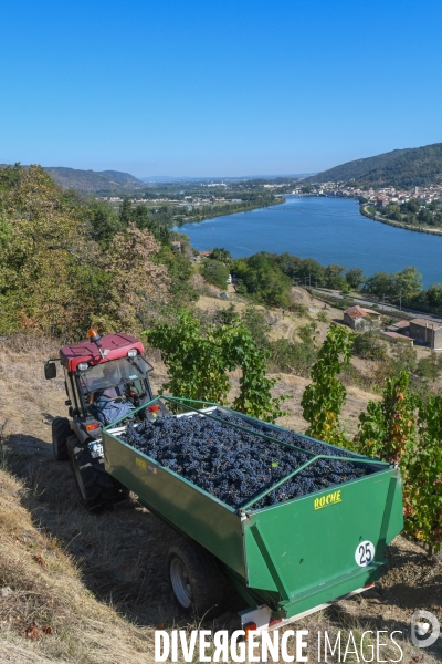 St Joseph, vendanges avec vue