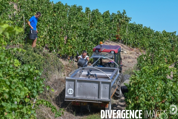 St Joseph, vendanges avec vue