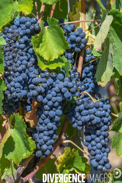 St Joseph, vendanges avec vue