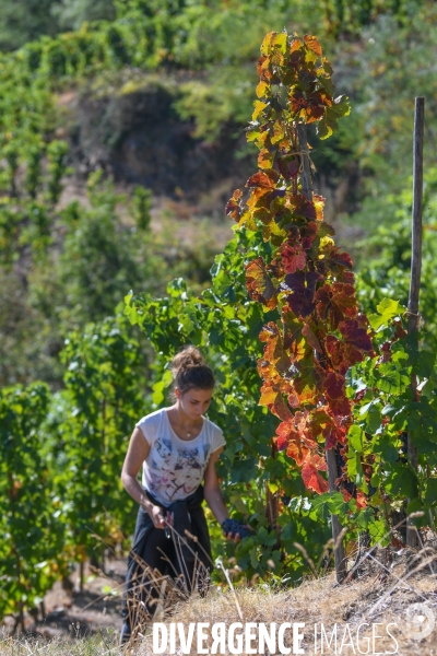 St Joseph, vendanges avec vue