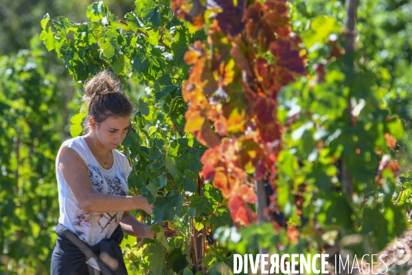 St Joseph, vendanges avec vue