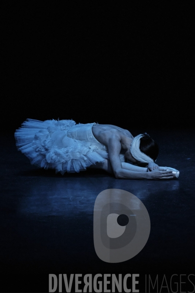 La Mort du cygne / Mikhail Fokine / étoiles de l opéra