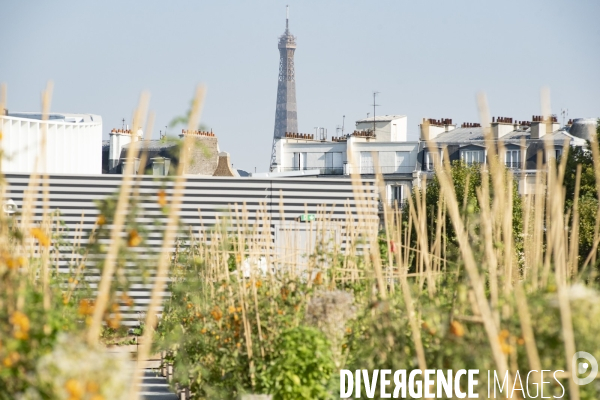 Des légumes sur le toit