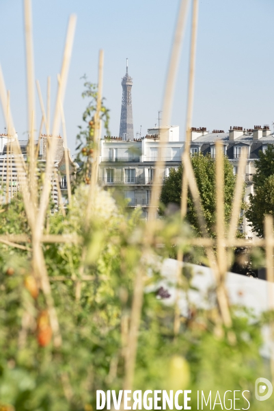 Des légumes sur le toit