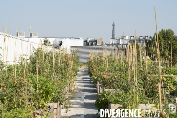 Des légumes sur le toit