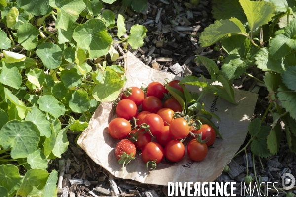 Des légumes sur le toit