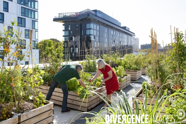 Des légumes sur le toit