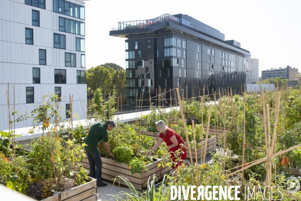 Des légumes sur le toit