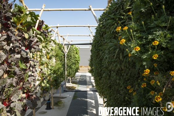 Des légumes sur le toit