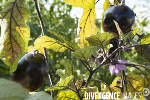 Des légumes sur le toit