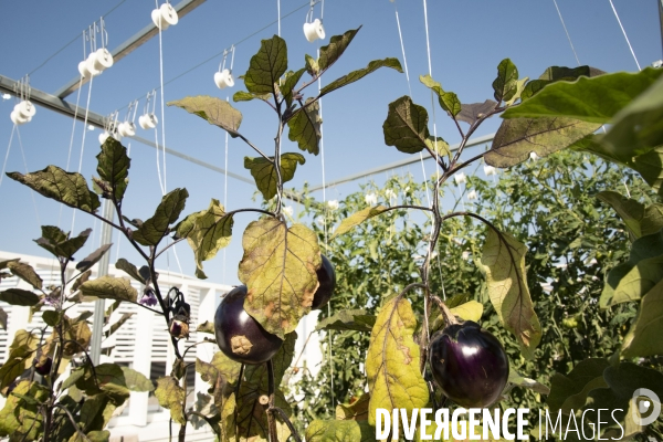 Des légumes sur le toit