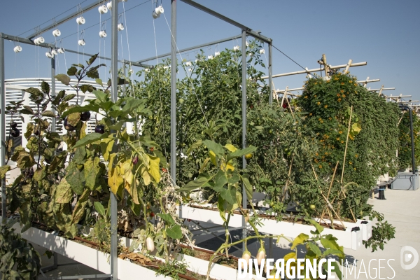 Des légumes sur le toit