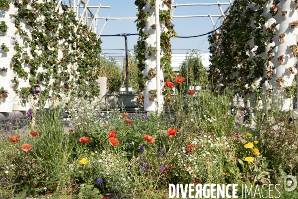 Des légumes sur le toit