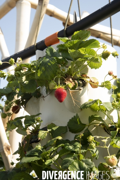 Des légumes sur le toit