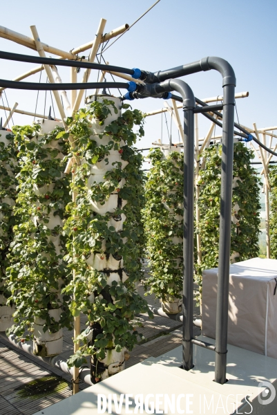 Des légumes sur le toit