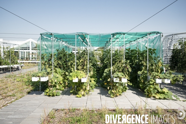 Des légumes sur le toit