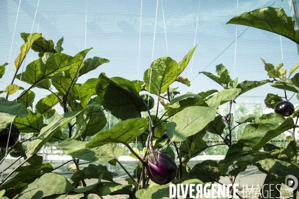 Des légumes sur le toit