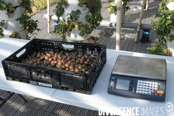 Des légumes sur le toit