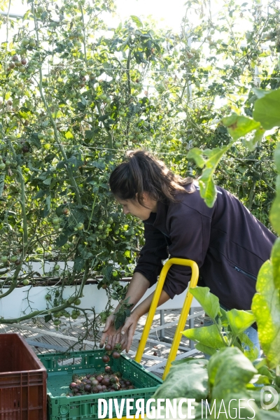 Des légumes sur le toit