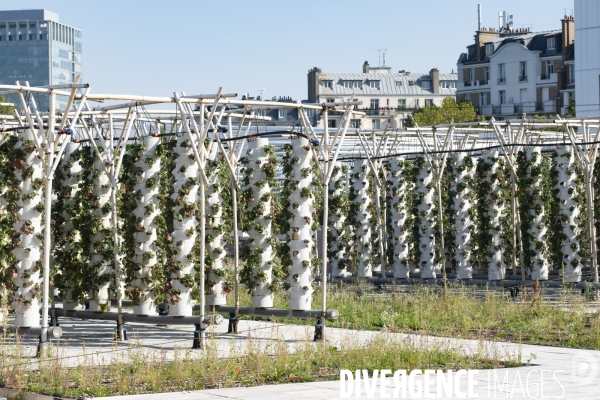 Des légumes sur le toit