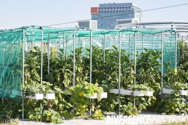 Des légumes sur le toit