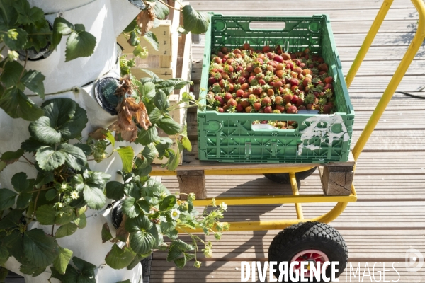 Des légumes sur le toit