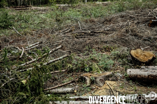 Dans la Foret